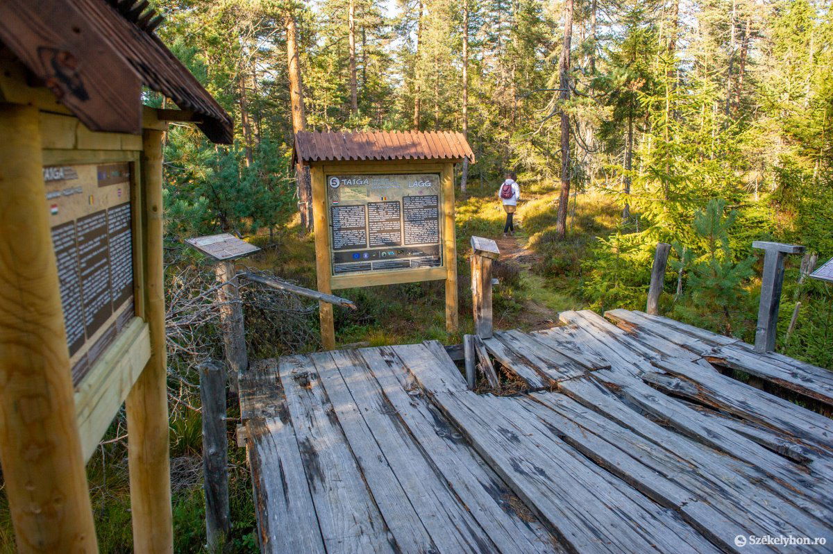 Nemsokára megújulnak a Fenyőkúti-tőzegláp balesetveszélyes állapotban lévő turistapallói is •  Fotó: Beliczay László