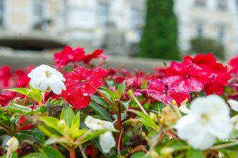Szentegyháza benevezett a Virágos Magyarország versenyre, a lakosság is hozzájárulhat a sikerhez