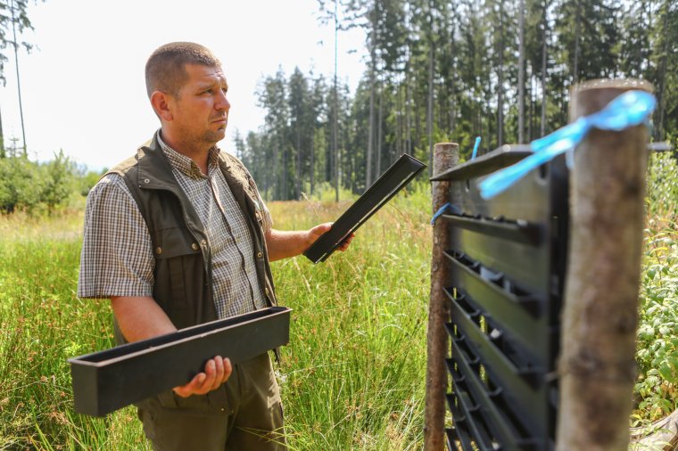 Számos károkozó fenyegeti az erdőket, nem olcsó mulatság védekezni ellenük
