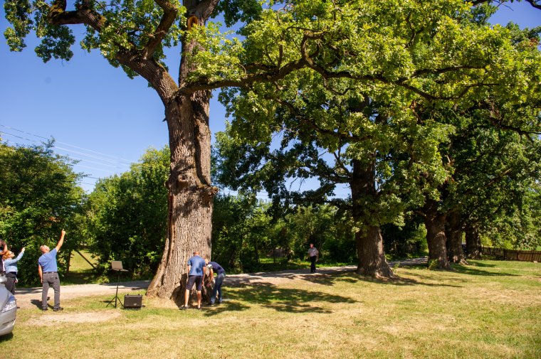 Mit mond magáról a vágási tölgy?
