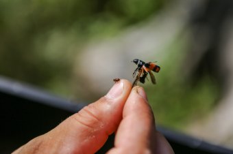 Agrometeorológia: tartós hidegre lenne szükség a kártevők számának csökkenéséhez