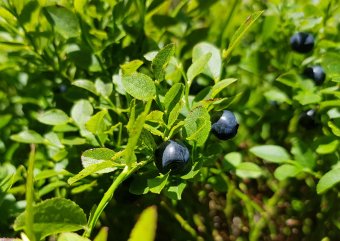 Áfonyaszedés a Madarasi Hargitán