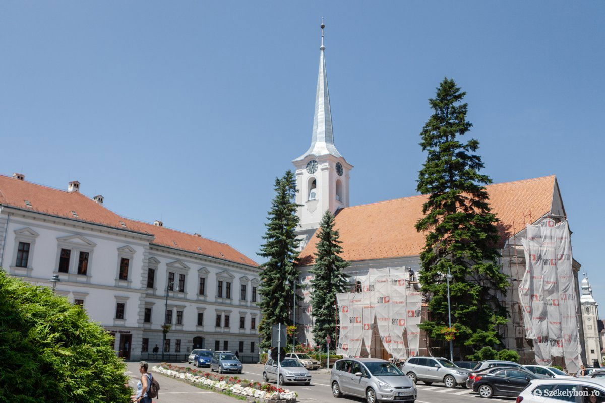 Gömbkőriseket fognak ültetni a kivágott fenyők helyére •  Fotó: Erdély Bálint Előd
