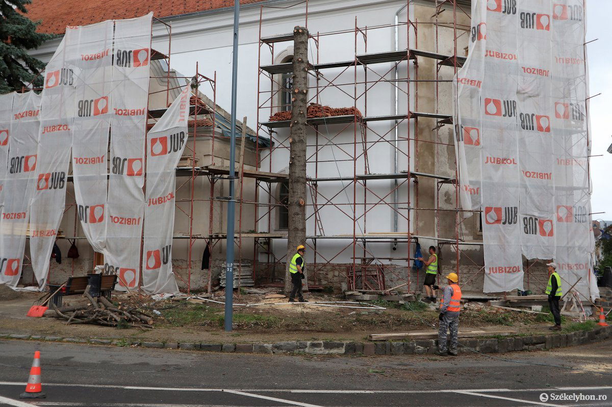 Gömbkőriseket ültetnek a kivágott fenyők helyére •  Fotó: Magyari Hunor