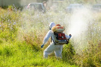 Szúnyog- és kullancsirtás lesz Gyergyószentmiklóson
