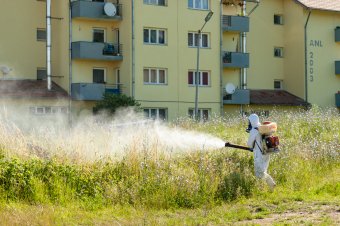 Rovarirtás lesz Székelyudvarhelyen