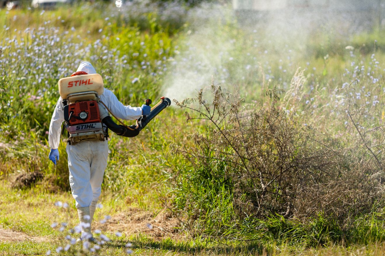 Rágcsáló- és rovarirtás lesz Marosvásárhelyen