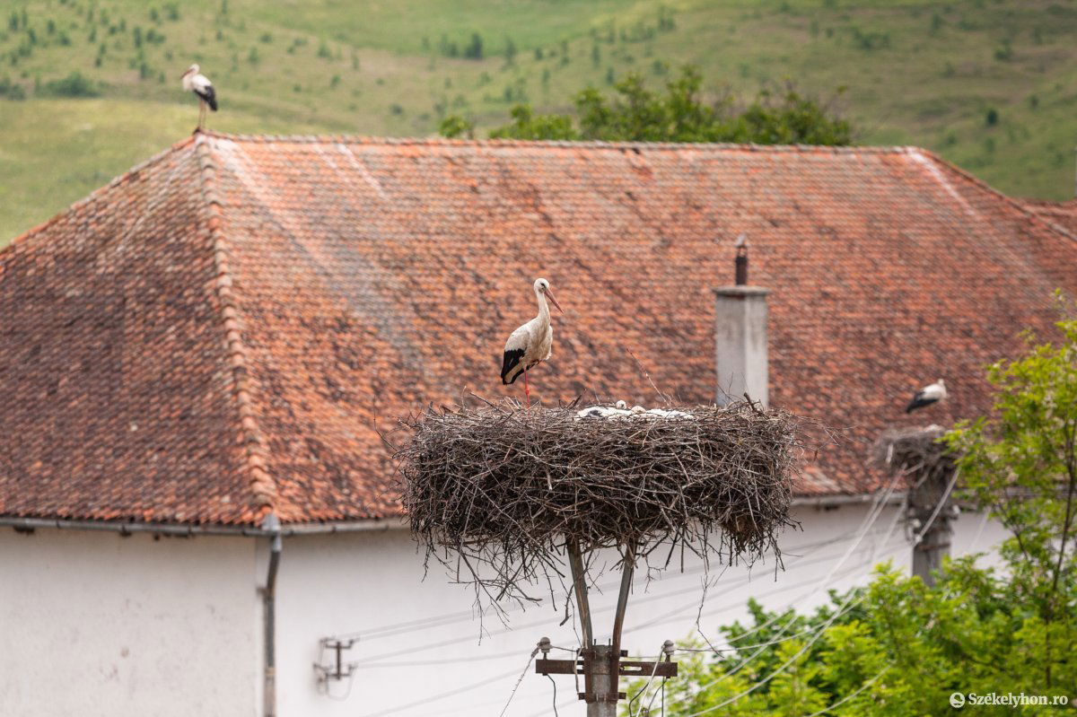 Átlagosan három-négy kis gólyát találtak a fészkekben •  Fotó: Erdély Bálint Előd
