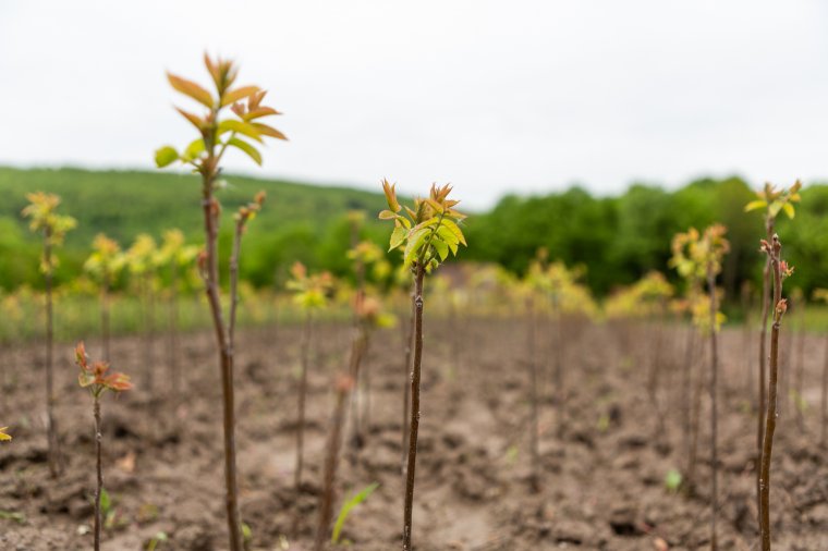 A jövőnek üzenve elegyítették az erdőt vadgyümölcsfákkal