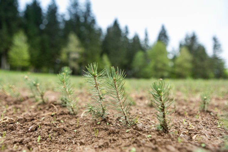 Túlteljesítették a tervet: több mint 19 millió facsemetét ültetett a Romsilva
