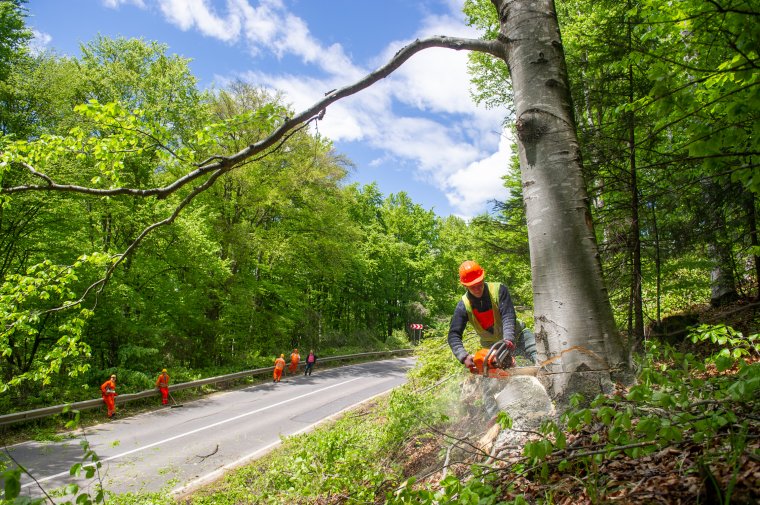 Így vágták ki a veszélyes fákat a Cekend-tető és Máréfalva között