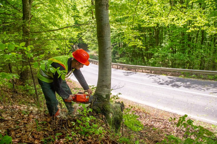 Útlezárásra kell számítani a Cekend-tetőhöz közeli erdős részen