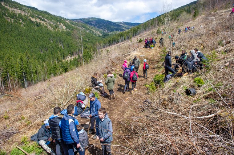 Erdősítés a széldöntés helyén – több ezer facsemetét ültettek a Hargitán