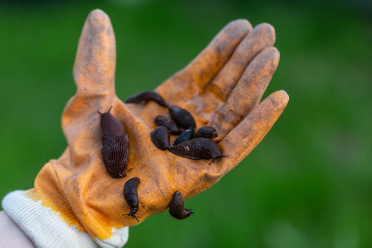 Veszélyben a veteményesek: invazív csigafaj pusztít Udvarhelyszéken