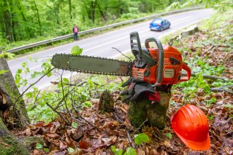 Letöltendő börtönbüntetés járhat egy-két kivágott fáért is