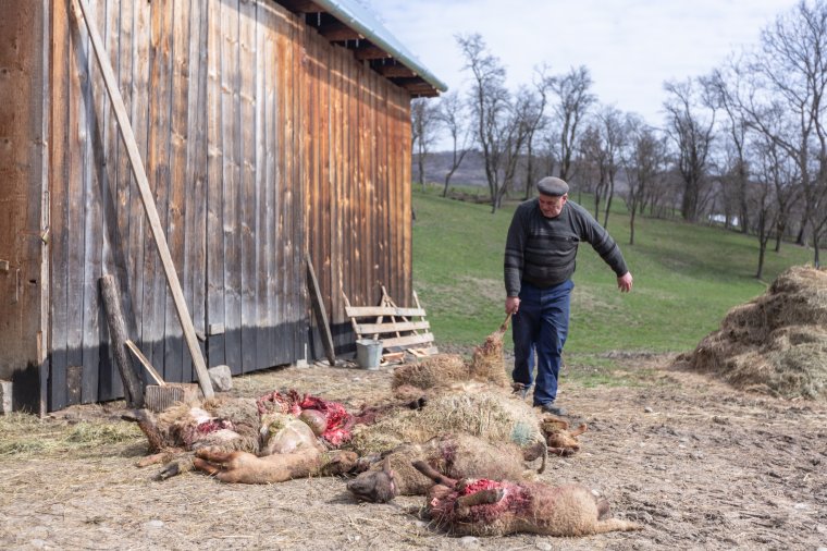 Az erőltetett villanypásztor helyett radikálisabb megoldásokat sürgetnek a vadkárok megfékezésére