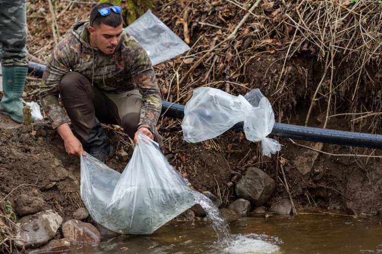 Pisztrángokat a helyi vizekbe! – a fogyó halállomány telepítésén fáradoznak Udvarhelyszéken