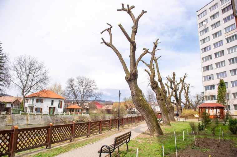 Csonkítás vagy fametszés?