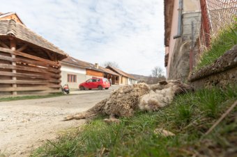 Több mint háromszáz háziállatot öltek meg a medvék idén Hargita megyében
