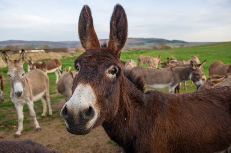 Élet vidéken: „falusi Booking” az agrárturizmus támogatására
