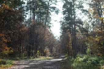 Több mint húsz eb tetemére bukkantak egy Gorj megyei erdőben, a rendőrség vizsgálatot indított