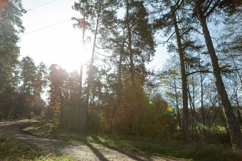 Jóváhagyta az Európai Bizottság, hogy 1 milliárd lejt kapnak a védett erdők romániai tulajdonosai