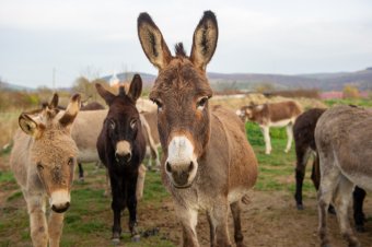 Az AFIR pályázataira is érdemes odafigyelni, mert sok pénzről van szó