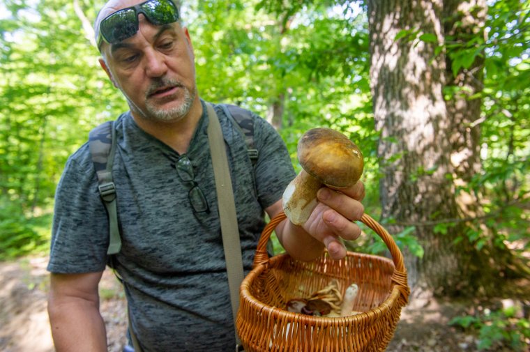 Miket is gyűjt a székely? – tévhitek és gombakülönlegességek szakértőszemmel