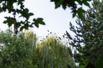 Összefügg a lazára vett szeméttárolásunkkal a vetési varjak elterjedése