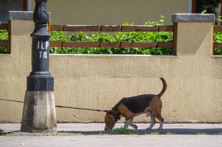 Mérgező lehet-e a rágcsálóirtószer a házi kedvencekre?