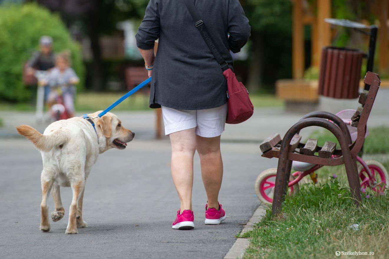 Vannak szabályok. A kutyatartó gazdiknak több mindenre figyelniük kell sétáltatás közben •  Fotó: Beliczay László