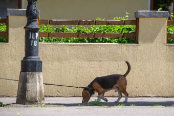 Mérgező lehet-e a rágcsálóirtószer a házi kedvencekre?