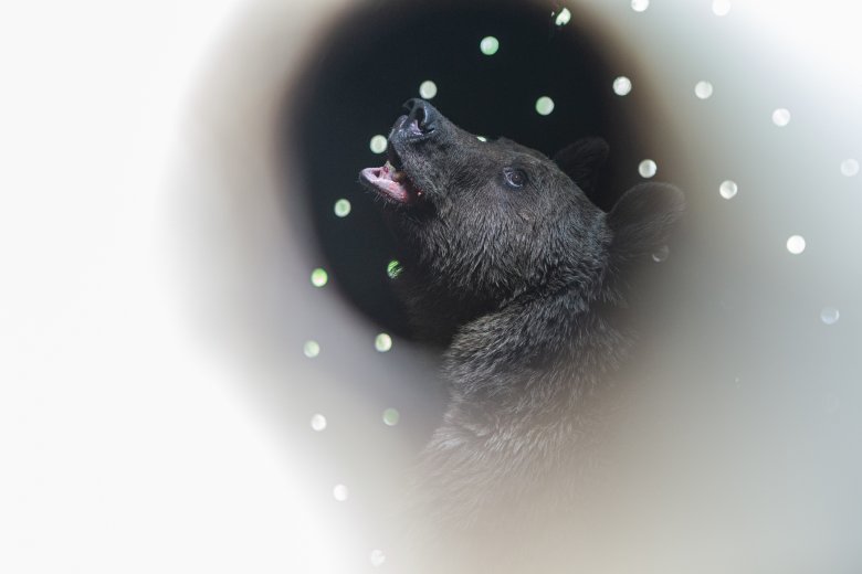 Sikerült befogni a Somostetőn kóborló fiatal medvét – videóval