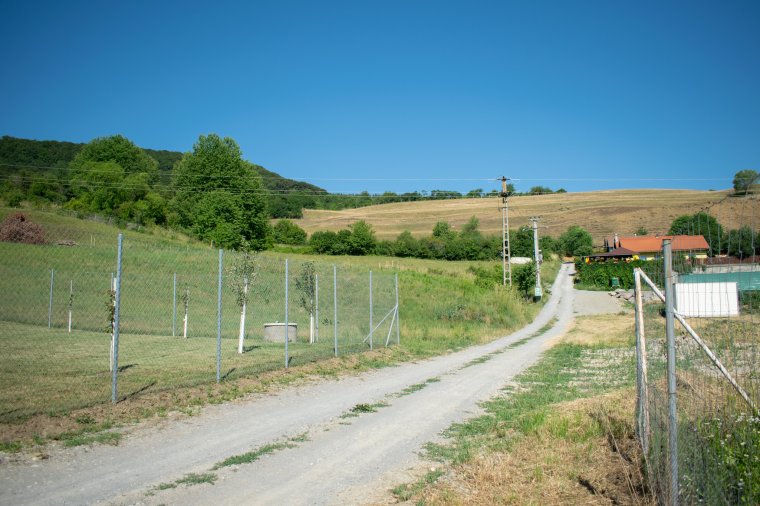 Medve jár Fenyéden