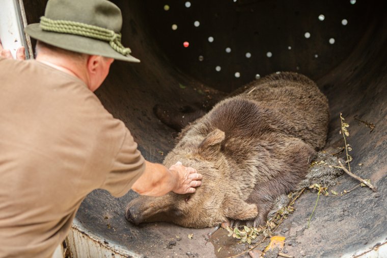 Kihirdette az államfő a veszélyes medvékkel szembeni azonnali fellépést szabályozó törvényt