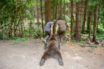 A medvevadászatra vonatkozó törvénytervezetet nyújtott be Tánczos Barna szenátor