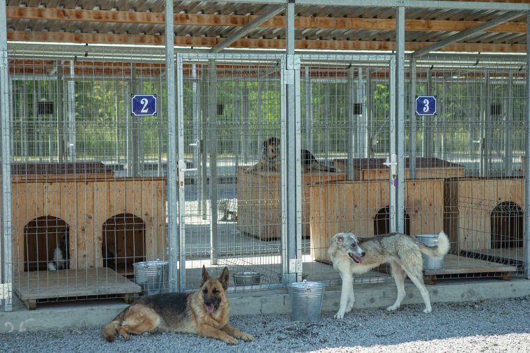 Második esély a menhelyi kutyáknak az örökbefogadás