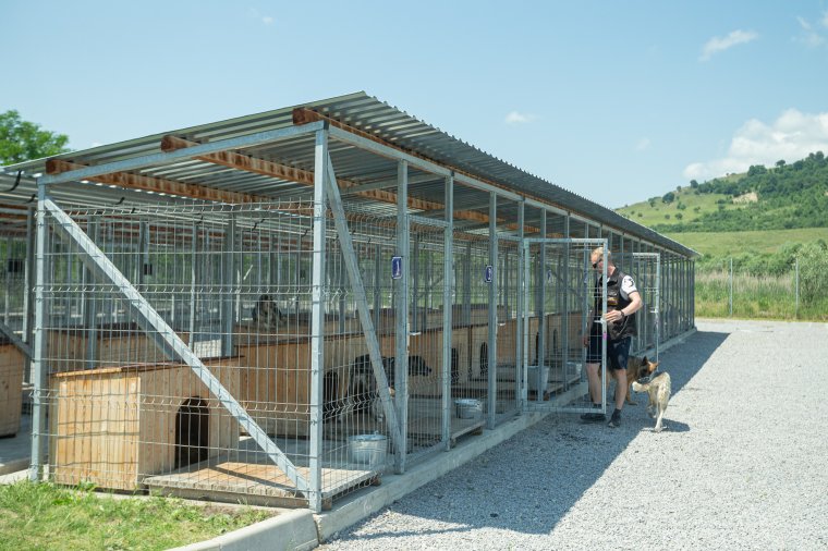 Számos állat vár második esélyre a székelyudvarhelyi kutyamenhelyen