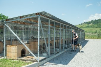 Számos állat vár második esélyre a székelyudvarhelyi kutyamenhelyen