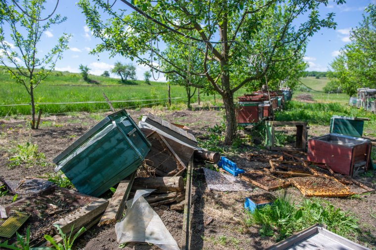 Csökkenőben a vadkárok száma Hargita megyében