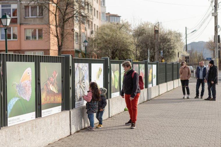 Fotókiállítás és könyvbemutató az erdélyi rovarokról