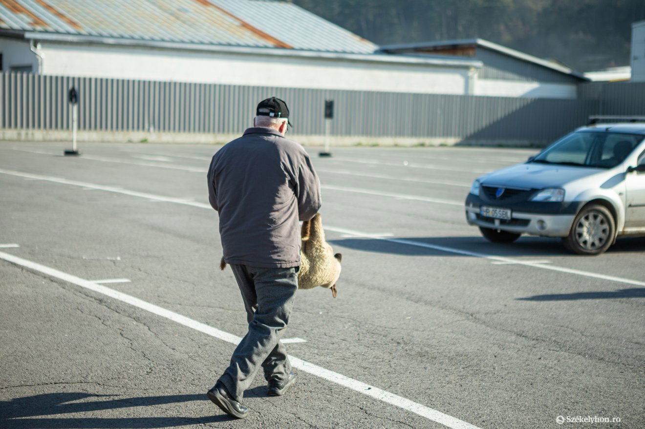 Hamar elvitték az egyiket... •  Fotó: Erdély Bálint Előd