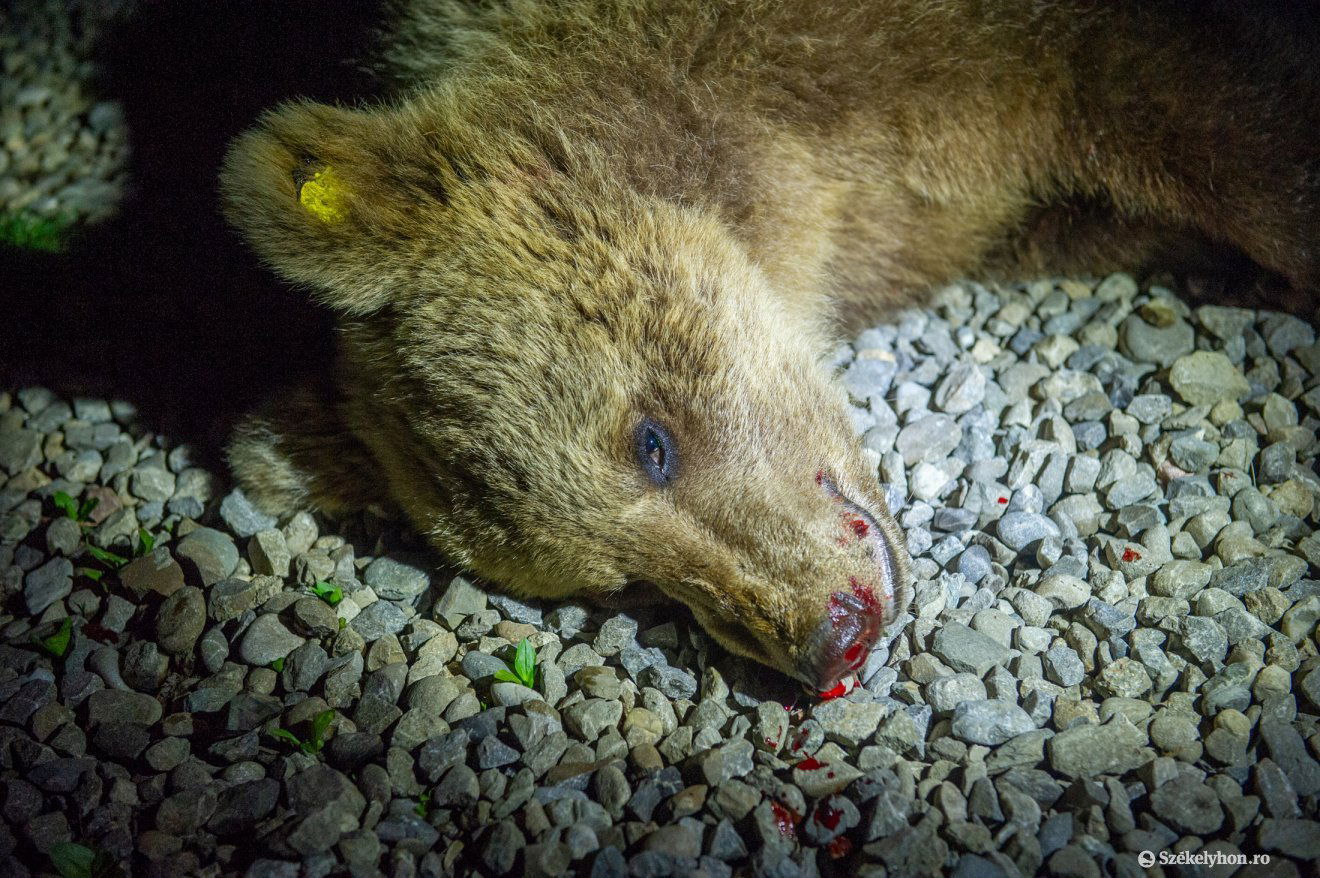 A tavasz beköszöntével a medveészlelések is megszaporodtak. Képünk illusztráció •  Fotó: Beliczay László