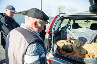 Bárányvásár lesz Székelyudvarhelyen
