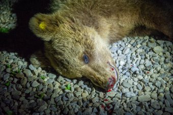 Ötvennégy medve kilövése kevésnek tűnhet, mégis sokat jelent a gazdatársadalomnak