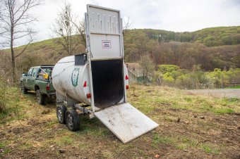 Csapdát állítanak a városba tévedt medvének Csíkszeredában
