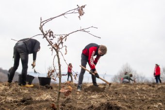 Tízezer facsemetét ültetnek el Zalán határában