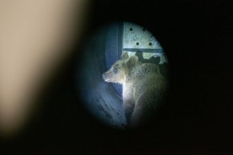 Hamarosan megszülethet a végső döntés a medvék emelt számú kilövéséről