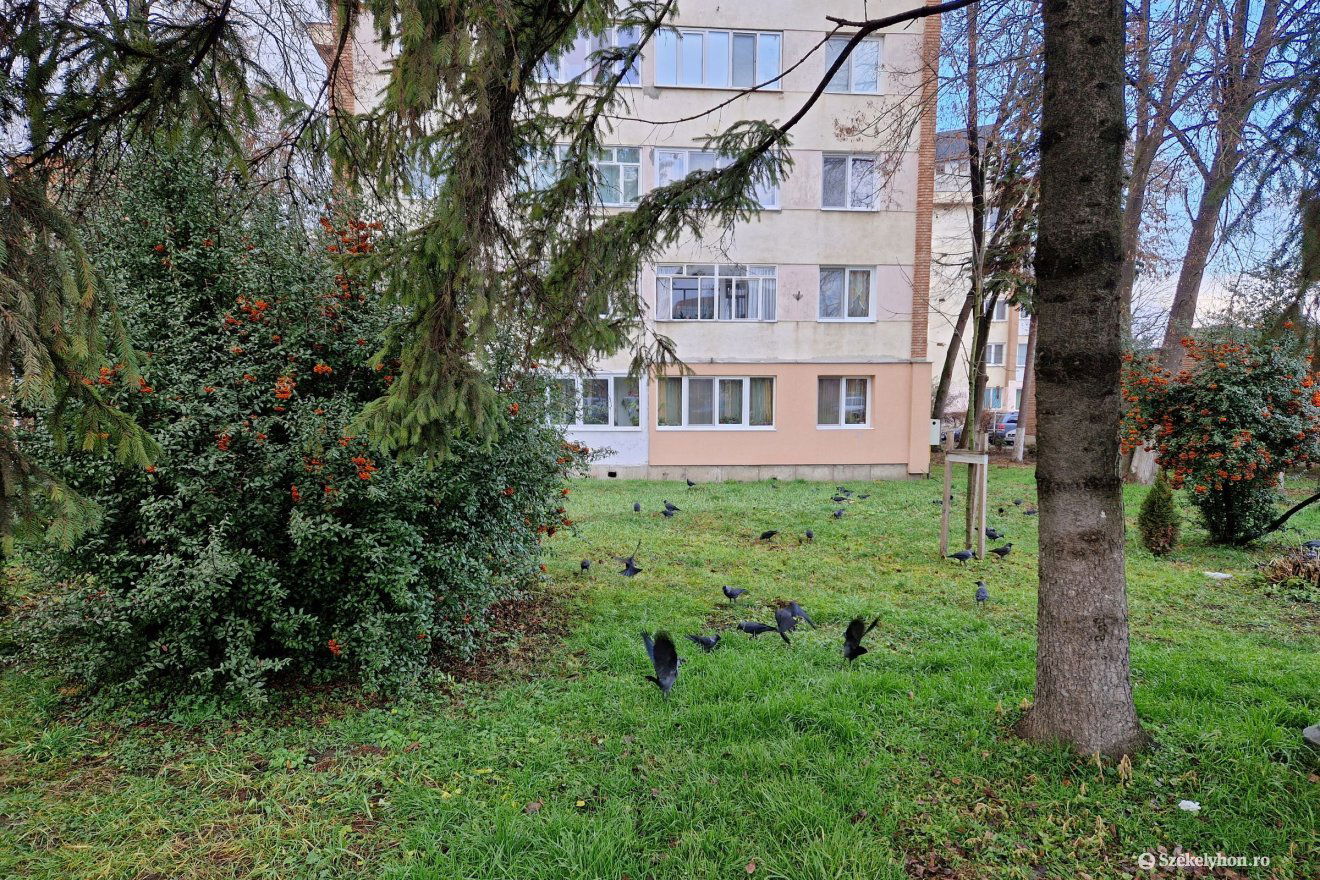 Visszatértek a varjak a városi kórházzal szemben lévő lakónegyedbe •  Fotó: Fülöp-Székely Botond