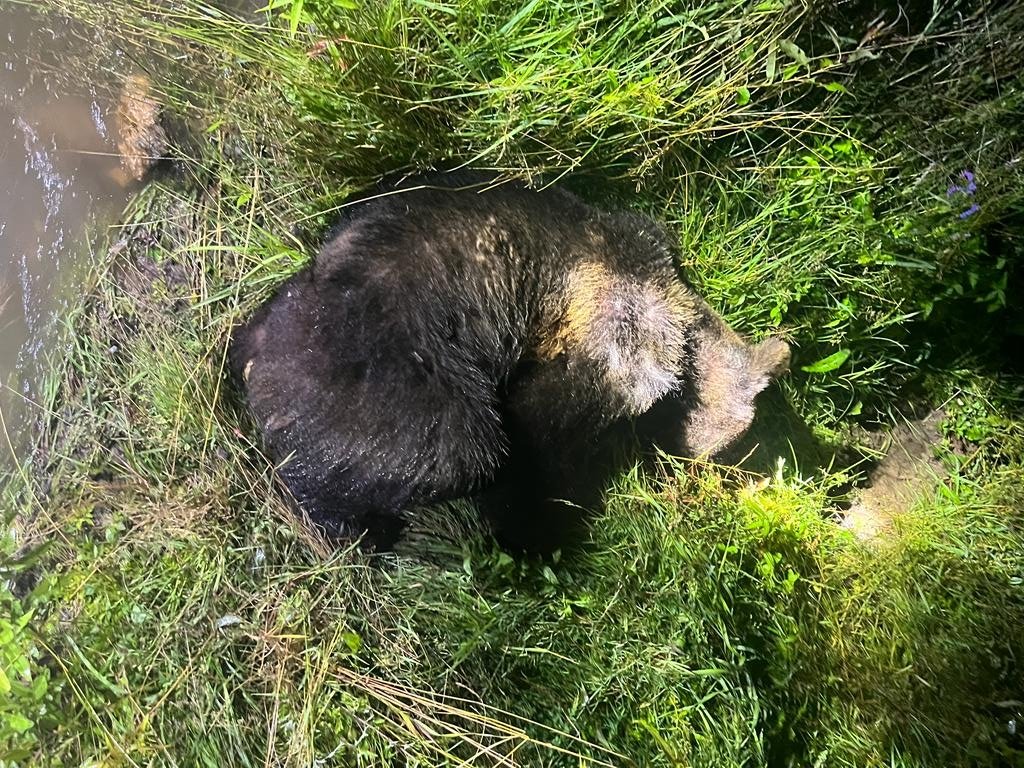 Egyetlen lövéssel leterítették a támadó medvét • Olvasói felvétel 